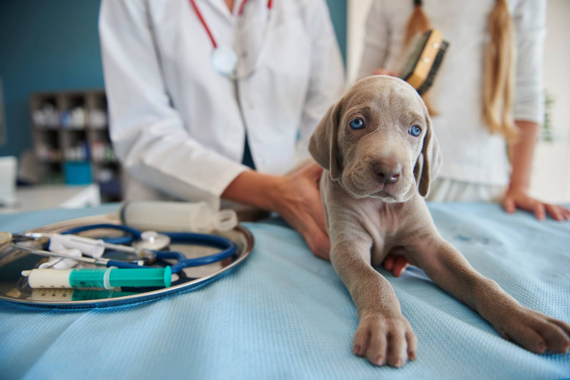 MVDr. Jan Zobač - Veterinární ordinace