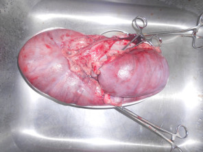 Pyometra u feny